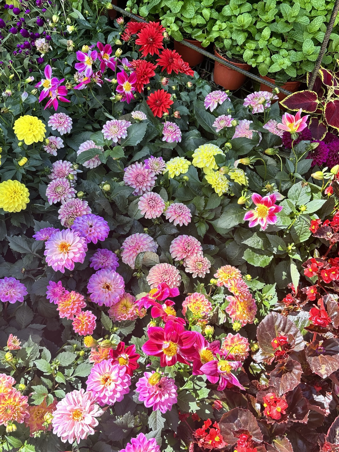 Кэмерон Хайленд, вспоминая детскую мечту 🪻🌻🌷