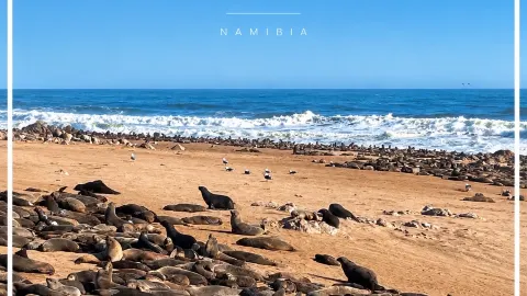 🦭 รีวิว Cape Cross Seal Reserve — Namibia 🇳🇦
อีกหนึ่งสถา — traveler post in เอรองโก