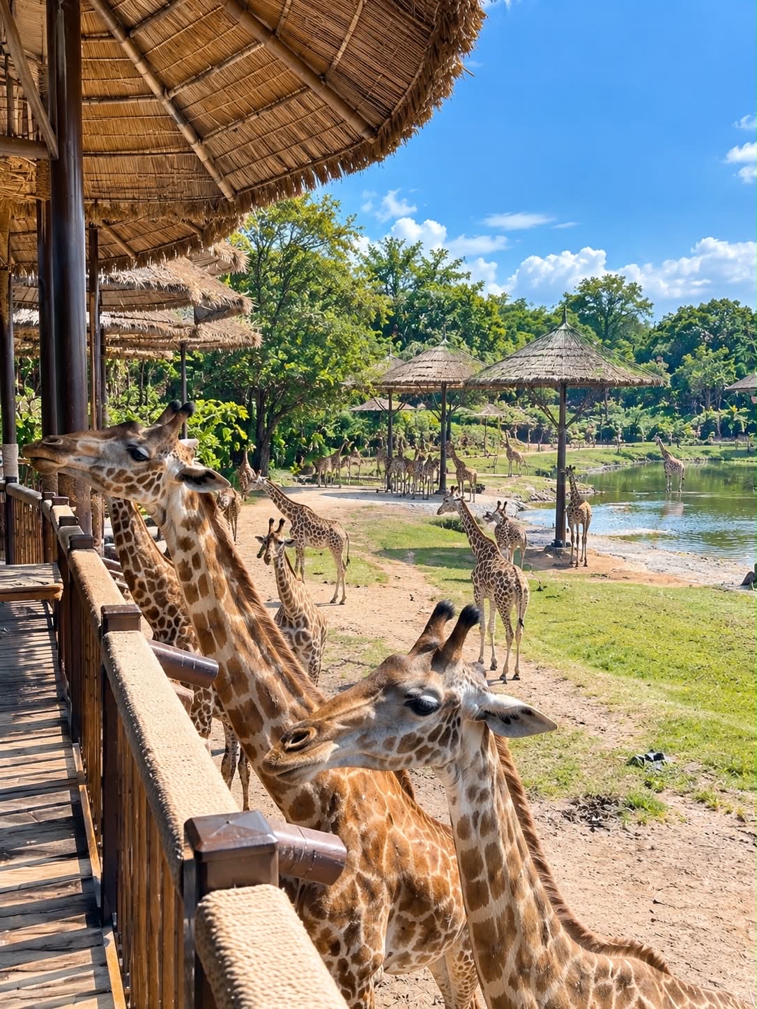 Explore a world of diverse animals at Safari World, a zoo with a wide variety of creatures. 🦓🦒🐆🦁