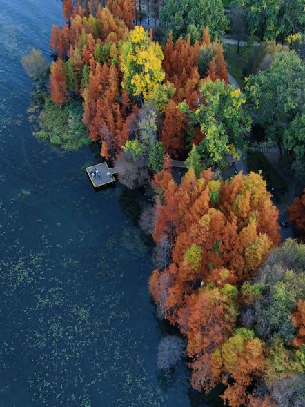 Конец ноября — самое время для осени в Юньнани! 🍂