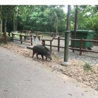 香港仔郊野公園係一個老少咸宜的地方