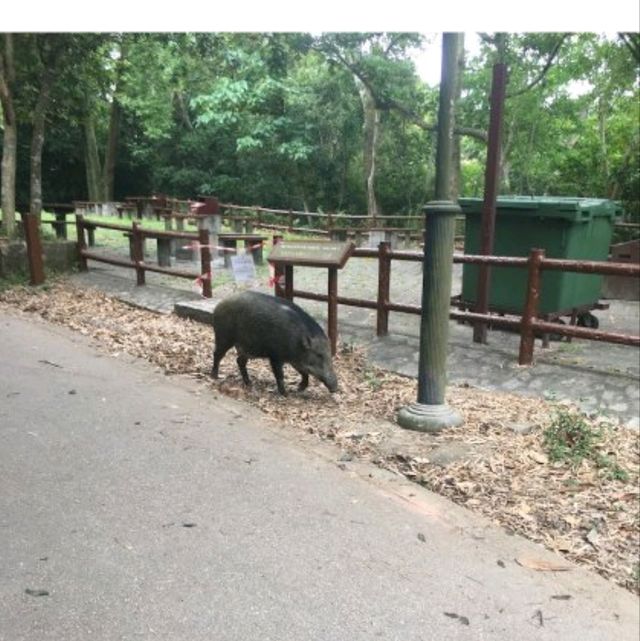 香港仔郊野公園係一個老少咸宜的地方