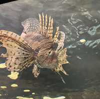 Christmas time at Mandalay Bay’s Shark Reef