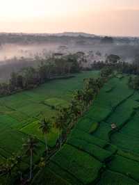 Sunrise over Bali’s rice terraces 🌅