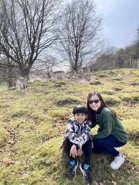 英國賞鹿公園 ｜諾爾莊園