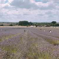 [London Suburbs 🇬🇧] Flower Fields 💜🌻