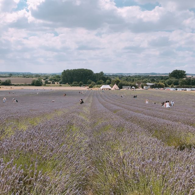 [London Suburbs 🇬🇧] Flower Fields 💜🌻