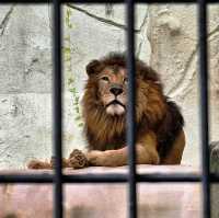 🐯福岡市動植物園🦁福岡最具代表性的動物園✨️