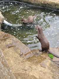 Woburn Safari Park was wonderful 🇬🇧