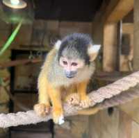 Our half-term trip to Chessington world of adventure 