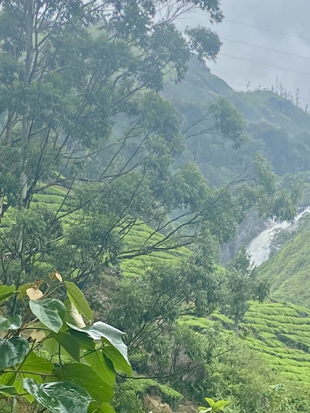 Enchanting Tea Trails