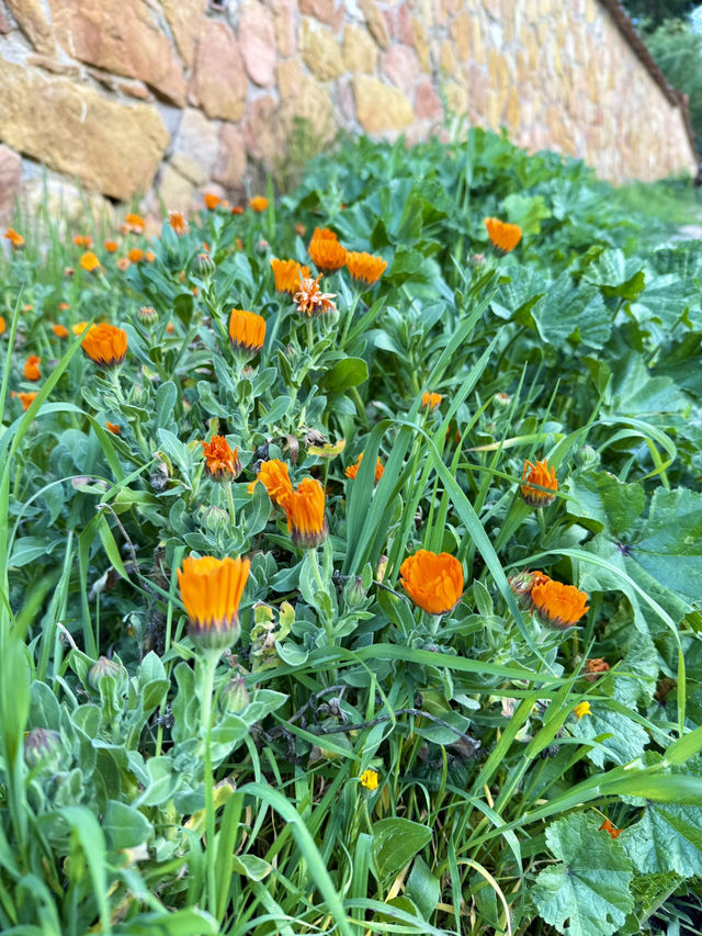 Spring’s Secret Corners