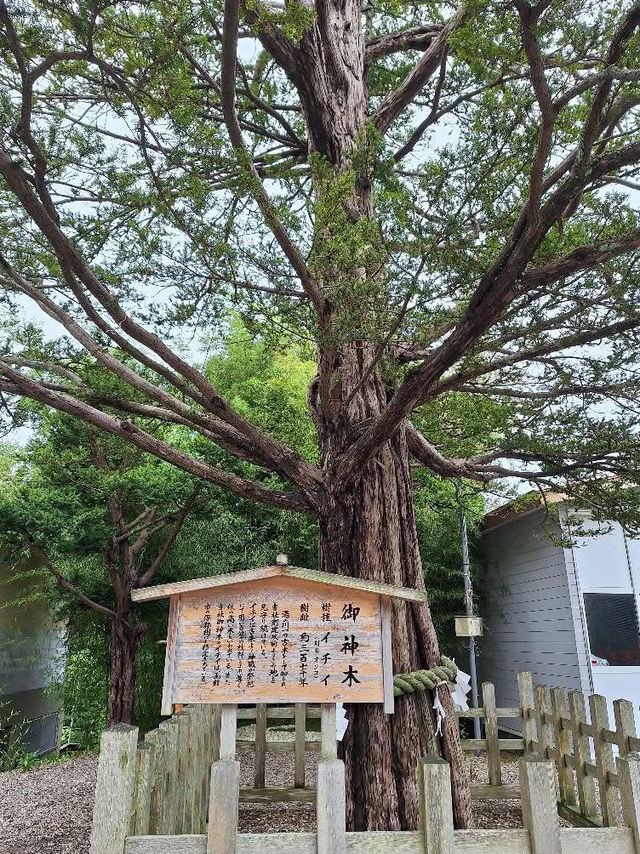A shrine where you can meet cute "rabbits"