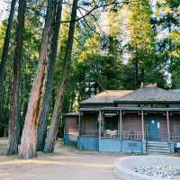 🏕️ Where to Stay in & Around Yosemite National Park 🏞️