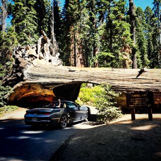 🌲 One Day in Sequoia National Park: Giant Wonders in a Short Time 🏞️📸