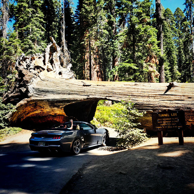 🌲 One Day in Sequoia National Park: Giant Wonders in a Short Time 🏞️📸