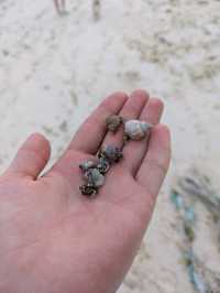 Philippines, Two Day Trip to Bohol Island