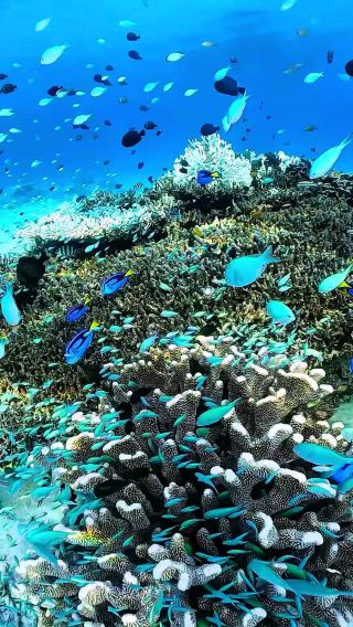 🌊 Okinawa Snorkeling: Japan’s Tropical Marine Wonderland 🇯🇵✨