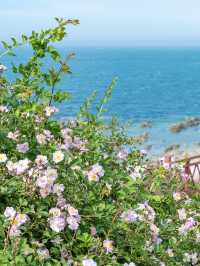 Seashells, Sunshine, and Seafood: A Day in Yantai
