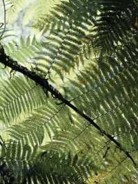 Step into a Prehistoric World: Suoluo Valley’s Jurassic Park Adventure!