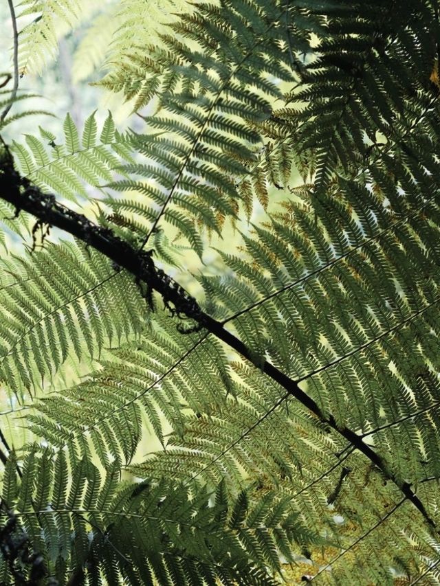 Step into a Prehistoric World: Suoluo Valley’s Jurassic Park Adventure!