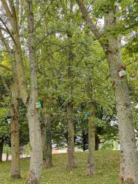 Tiny Homes in Tall Trees – A Birdhouse Walk Through Queen park