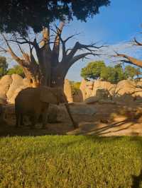 Exploring Bioparc Valencia: A Perfect Visit in Winter and Beyond