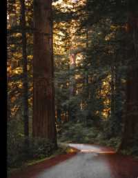 The scenery of the world's largest redwood tree is famous worldwide.