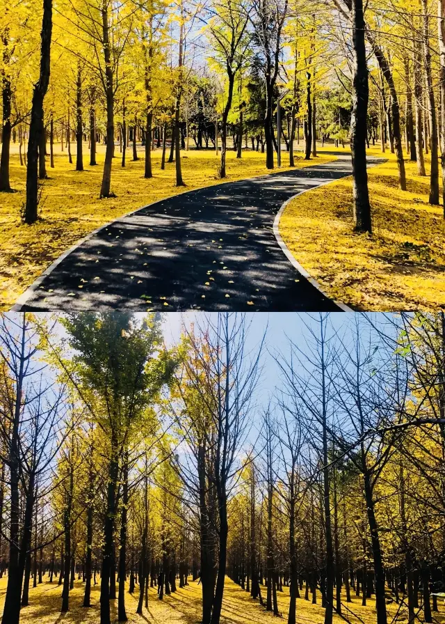 美若仙境｜遍地的金黃銀葉好美好美！！