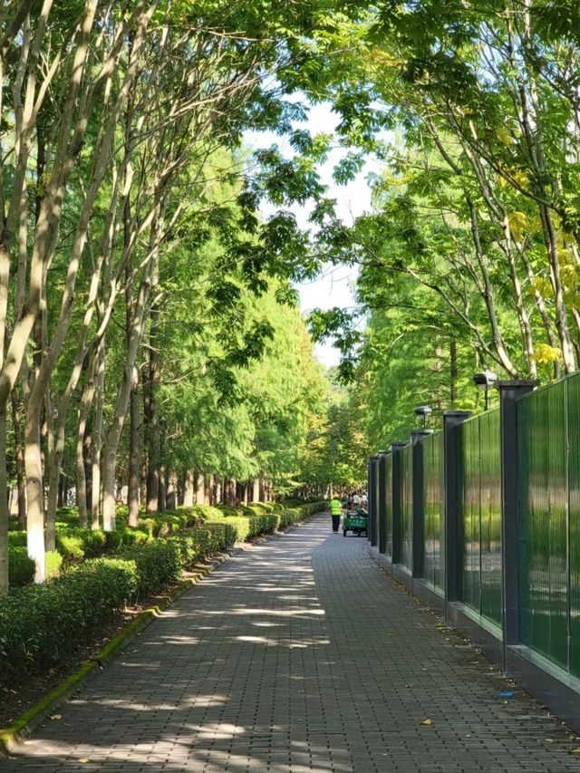 靈湖公園 吹著微風 享受這人世間獨一份的快樂
