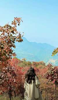 洛陽竟然有這麼仙的地方！荊紫仙山，被譽為“黃河明珠”，擁有得天獨厚的自然山水資源