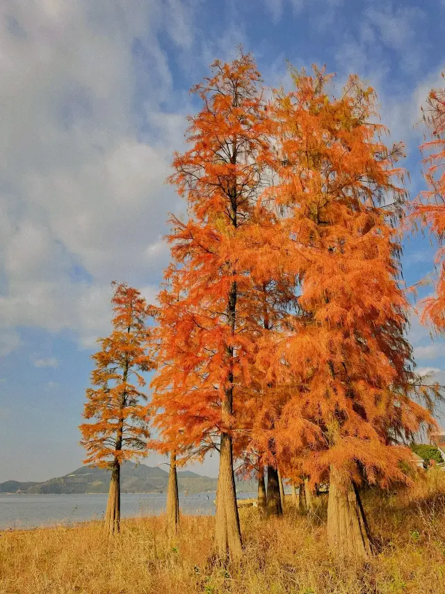 私を信じてください！四明湖の美しさはあなたの想像を超えます