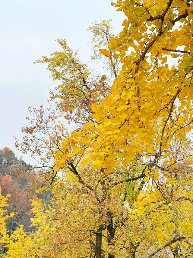 浙江這裡的銀杏也太絕了吧 |靈山塢村