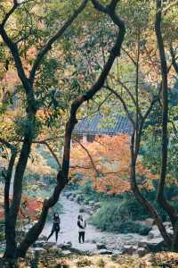 發現上海｜奉賢古華園，這裡的紅葉也很美