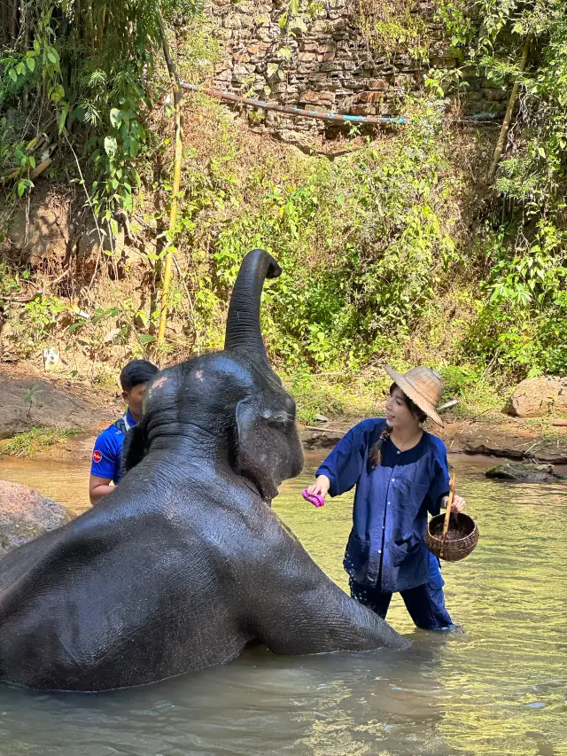 In Chiang Mai! So this is what it feels like to bathe with elephants