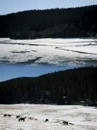 冬日寧靜的仙境：深度遊普達措國家公園