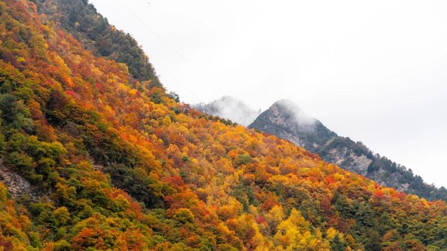 美如油畫的茂縣松坪溝