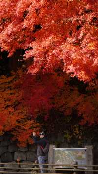 【紅葉季·紅葉狩】日光國立公園：一樹一樹的秋色如火如荼…
