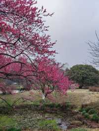 2024年杭州梅花盛開｜分享一個美麗的花地