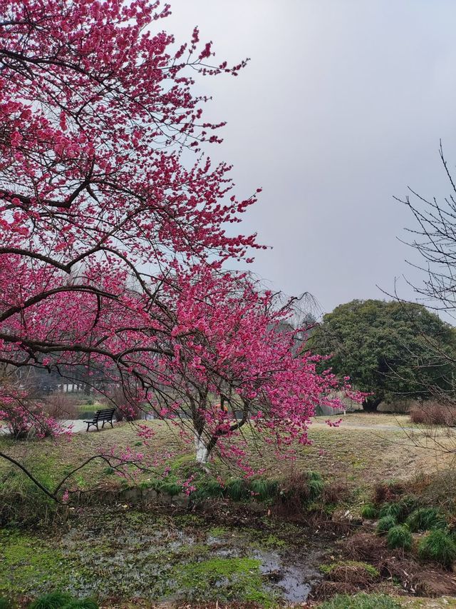 2024年杭州梅花盛開｜分享一個美麗的花地