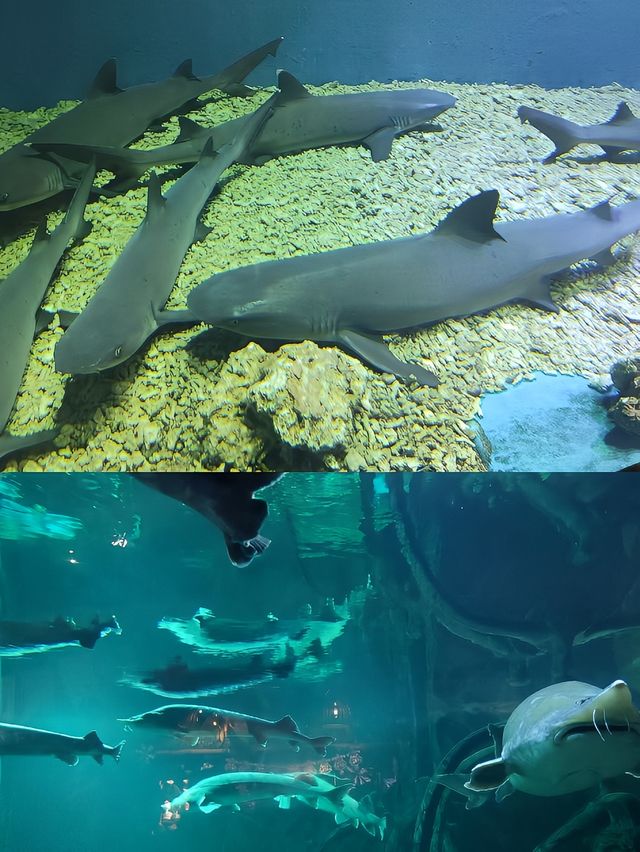 華夏文旅海洋館 | 旅遊攻略 華夏文旅海洋館 | 旅遊攻略