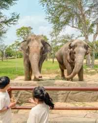 다낭 & 호이안 여행 아이와 가볼만한곳 🐤
남호이안 빈원더스 : 사파리편 🐘🦒