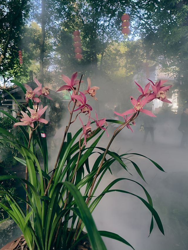 春節去了趟於山蘭花展，以為到了仙境