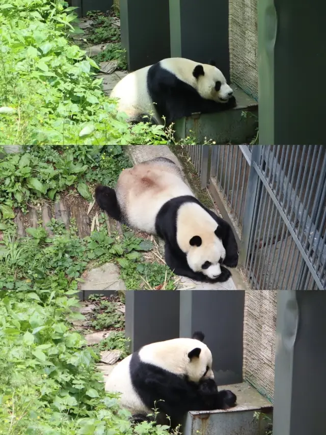 Visit pandas freely for 5 yuan in Guiyang, with a travel guide and route for Qianling Mountain Park