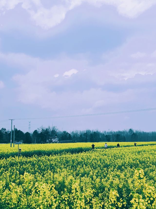 崇州重慶路油菜花黃了 | 成都春日賞花攻略