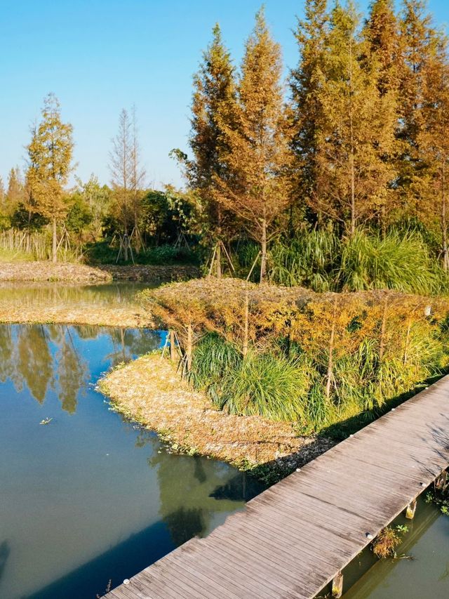 不是北歐森林！是溫州三樣濕地水上杉林棧道！