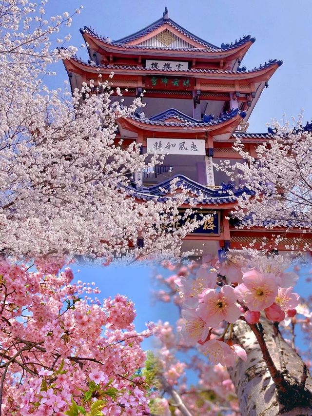 春日限定無錫太湖鼋頭渚賞櫻攻略