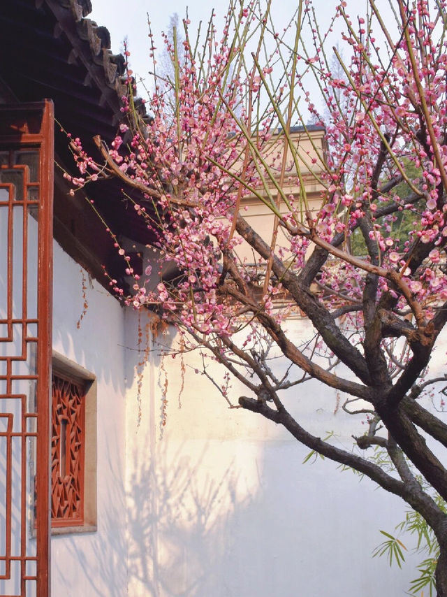 實時賞梅攻略：帶你尋找蘇州園林中最美的梅花