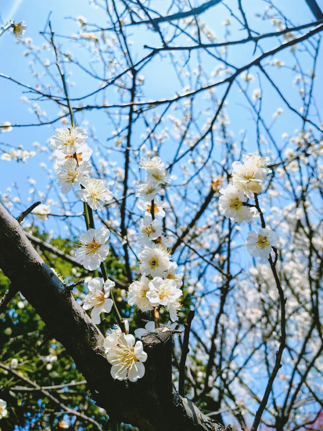 陽春三月又到了滿眼油菜黃的時節