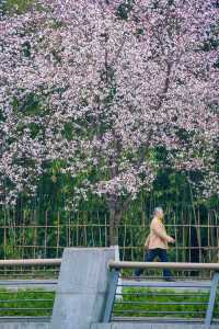 地鐵直達東湖公園的紫葉李真的都開好了！